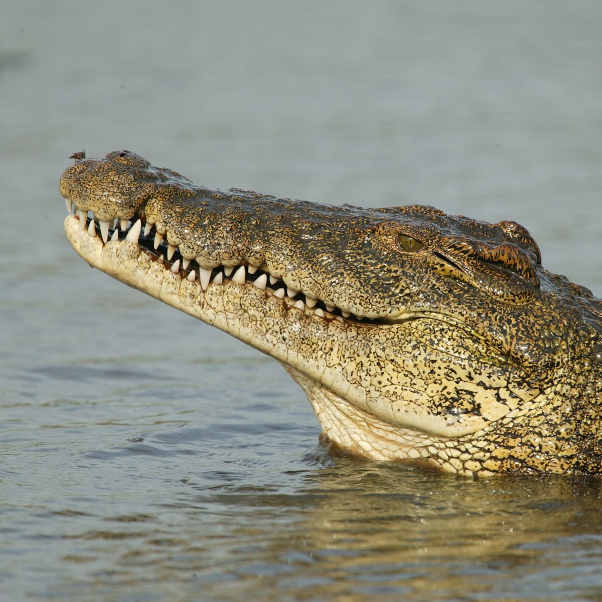 GlobeEyeNews's tweet photo. Israel plans to build detention facility for Palestinian prisoners surrounded by crocodiles. https://t.co/nA2DdXIpOM
