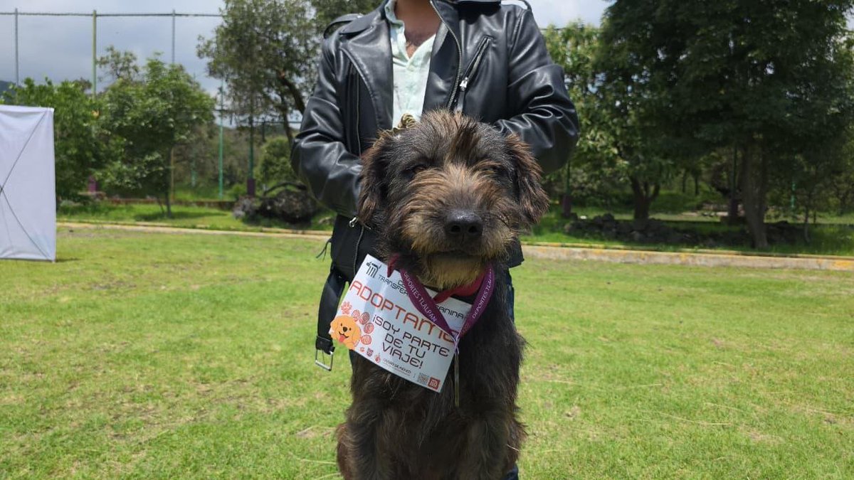 MetroCDMX's tweet photo. 📍El Centro de Transferencia Canina del Metro, ubicado en Avenida de las Culturas s/n, alcaldía Azcapotzalco, brinda servicio de 🕙 10:00 a 17:00 horas, los 365 días del año. 🐶💙

✨ Visítalo para adoptar, donar alimento y enseres o simplemente compartir un momento con los lomitos. 🦴🐾

🔗 Consulta más información y los requisitos para adoptar en: https://t.co/fu73nnaHb4.