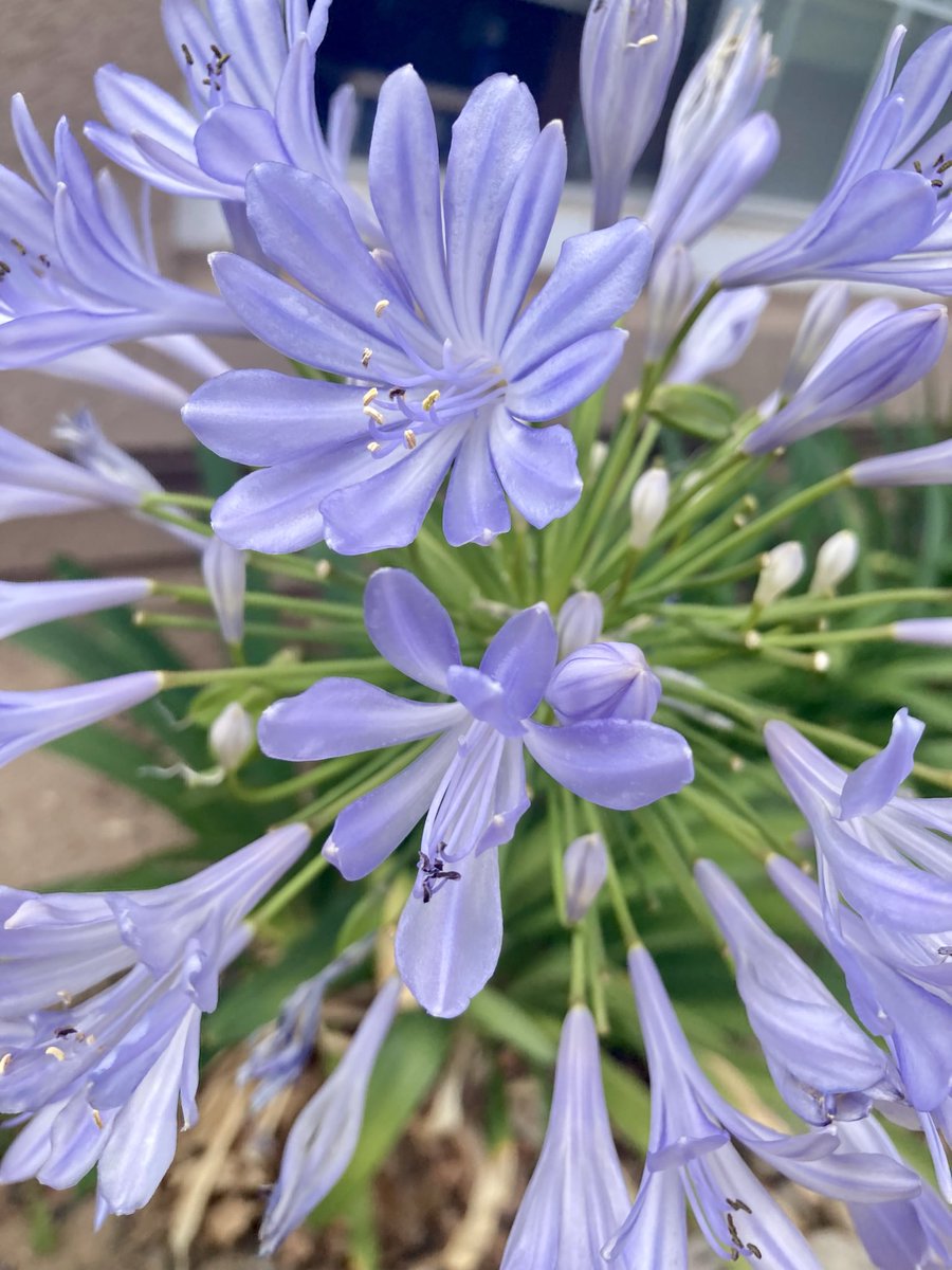AestheteMM's tweet photo. Thank you so much for your re-posts and likes and kind comments, my dears! Have a magnificent weekend 🤗🪻

The Lily of the Nile Watch

#flowersonfriday https://t.co/bG3P0PjeXc