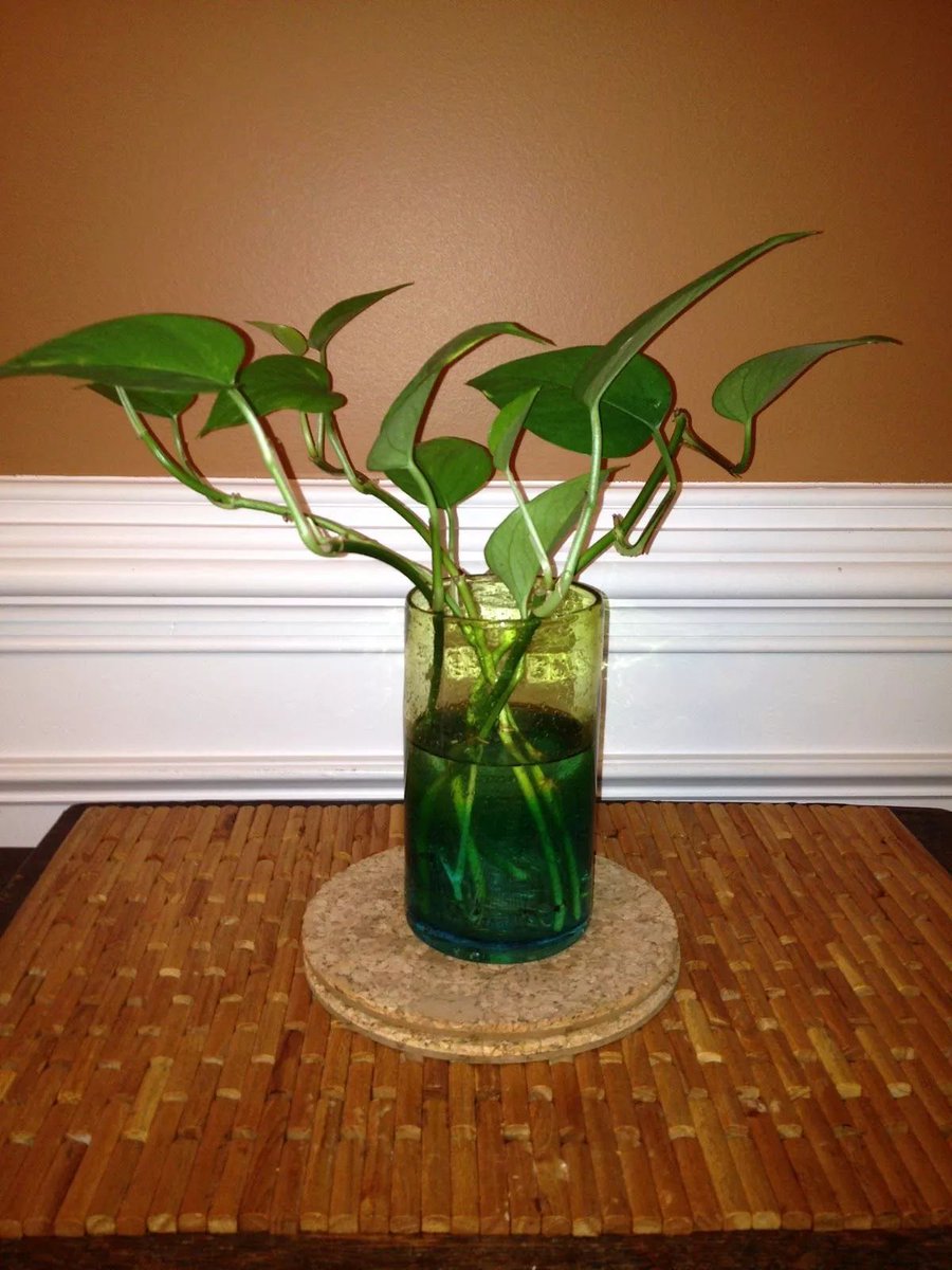 paperdoll0616's tweet photo. [Pro tip for plant parents: Water your pothos only when the top 2 inches of soil feel dry—overwatering is the #1 killer! ]， https://t.co/XggujqqRN3