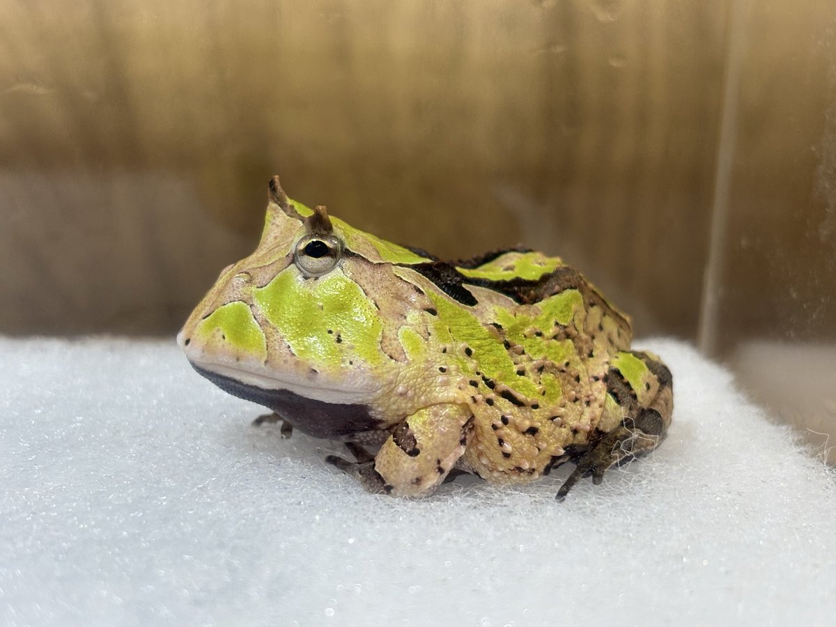 toa_box's tweet photo. おはようアマゾン
💩出てぺったんこ
この子は快便なんで助かる https://t.co/xokWNls9Oc