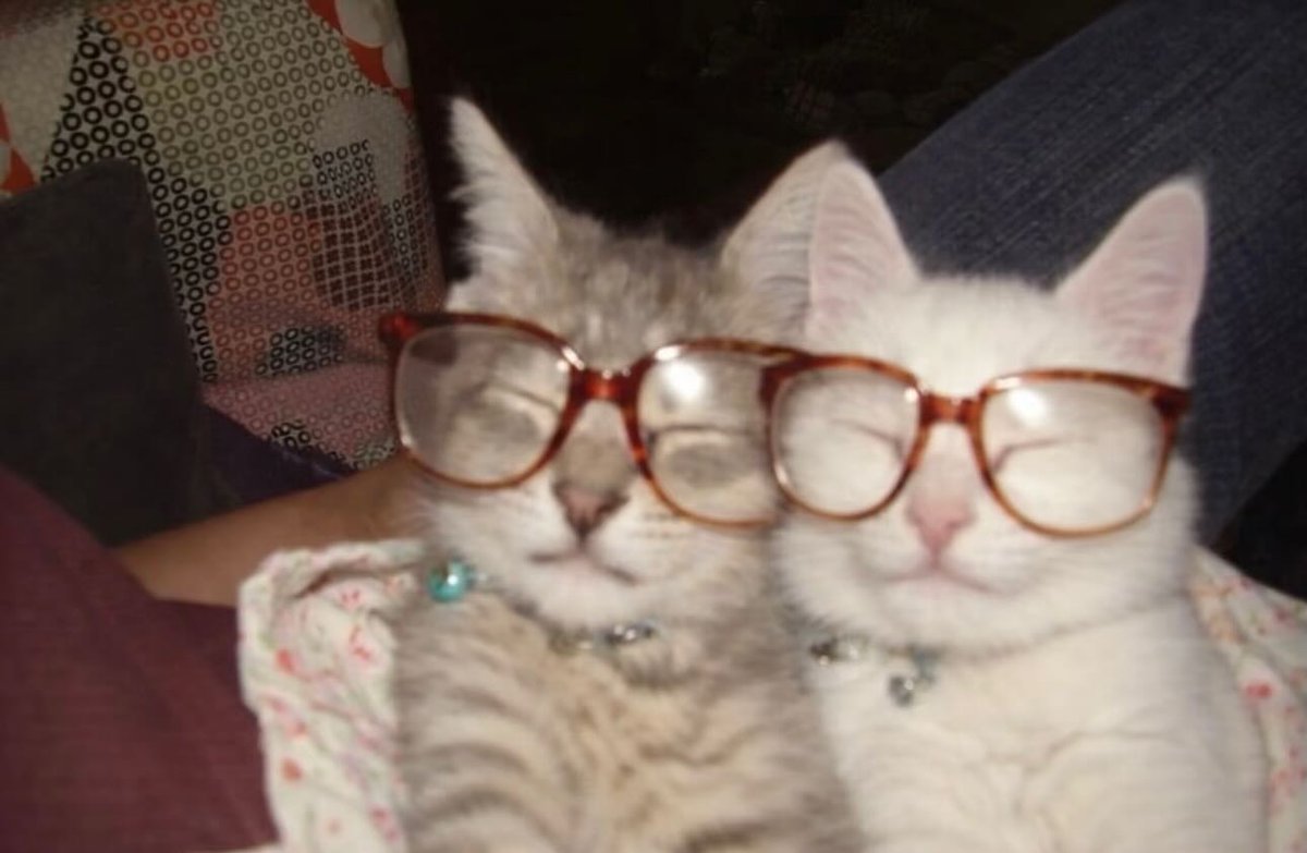 daily cats ♡ tweet media