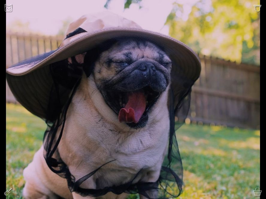 RockinRobbin68's tweet photo. Tip: Analyzing past mistakes and correcting them promptly can reduce future losses! I laughed while taking a photo of him covered in mud. He tilted his head at me, seemingly wondering what I was doing, but when I showed him the picture, he wagged his tail as if in approval.🧍 https://t.co/HOLXuHUIaZ