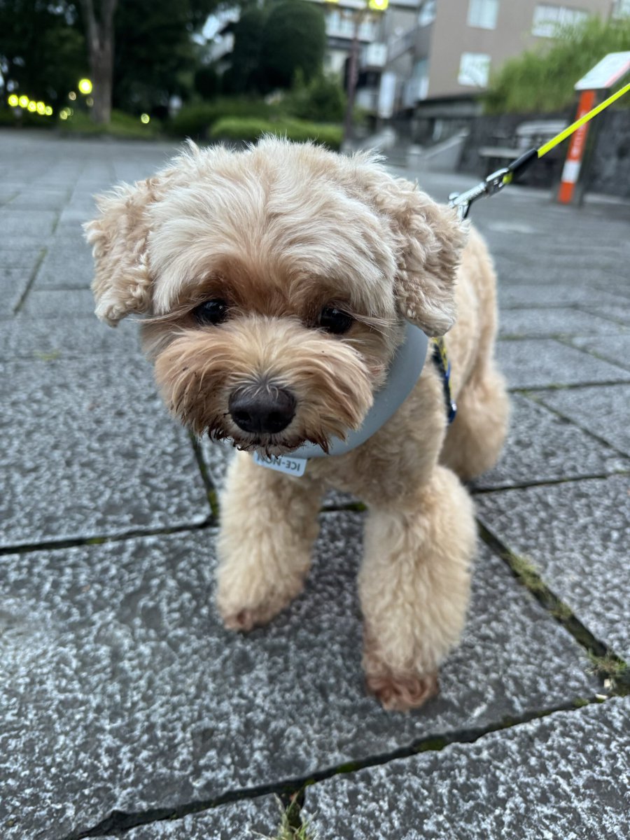 Haijima_Emma's tweet photo. 🐶おはようございます٩( ᐛ )و
土曜日の朝の散歩へ行って来ました♪
今朝の氷川参道はランニングしてるオジサマが多い🙂なかにはポロシャツにスラックスみたいなパンツで走ってる方がいました🙄昨夜はマラソン関連の特集や映画が放映されたのでしょうか🙂明日もいるかな？
今日もよろしくお願いします https://t.co/C2Ykv65KFA
