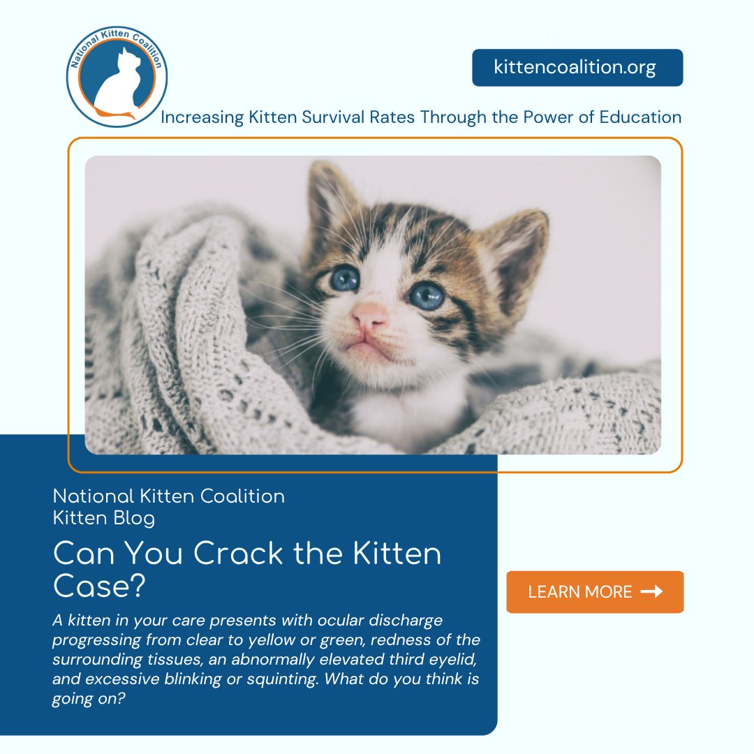 NationalKitten's tweet photo. Can you Crack the Kitten Case?A kitten presents with:
Eye discharge changing from clear to yellow or green
Redness of the tissues surrounding the eyes
An abnormally elevated third eyelid
Excessive blinking or squinting
What is your diagnosis?
#crackthekittencase #SaveMoreKittens https://t.co/yjhfIQkcFG