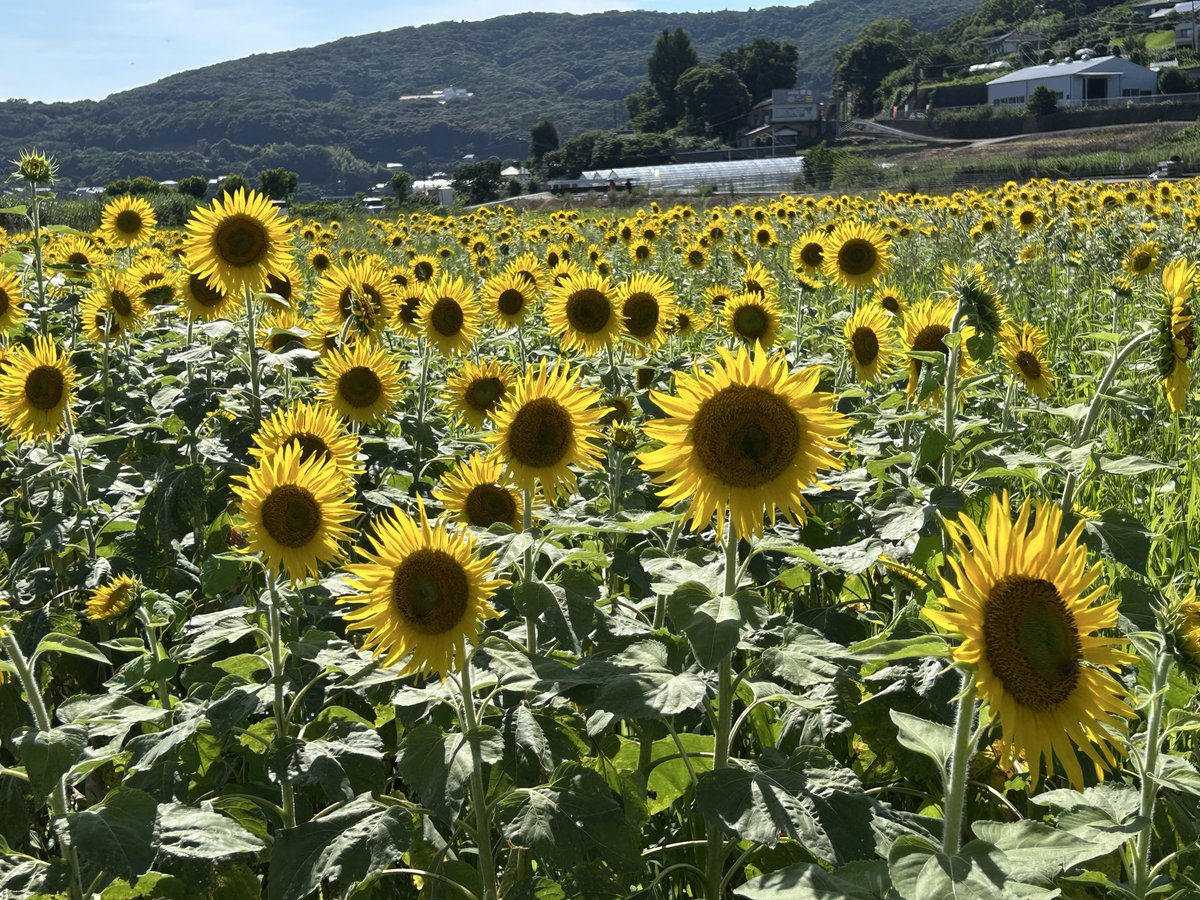 ひまわり