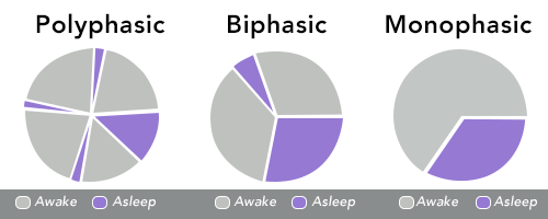 cremieuxrecueil's tweet photo. Every few weeks, someone on the TL rediscovers polyphasic sleep, rewrites their schedule around the idea, then ruins their whole life and alienates themselves from their family, friends, and job.

SLEEP NORMALLY. https://t.co/Vis8i8okxF