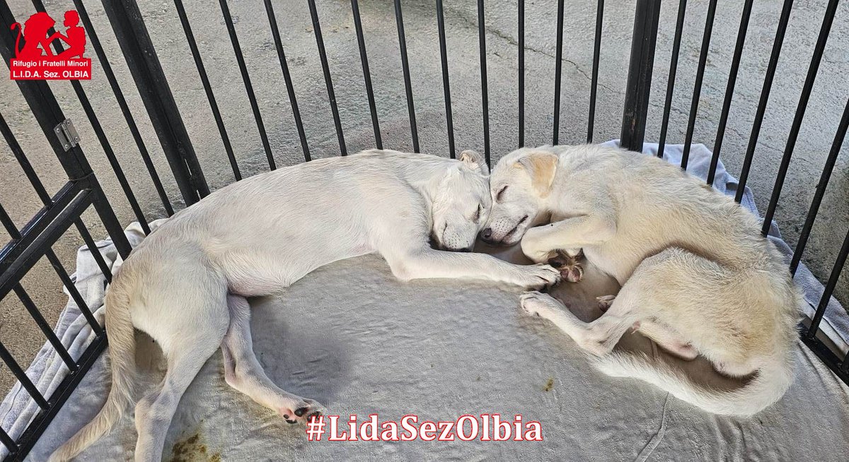 LidaSezOlbia tweet picture
