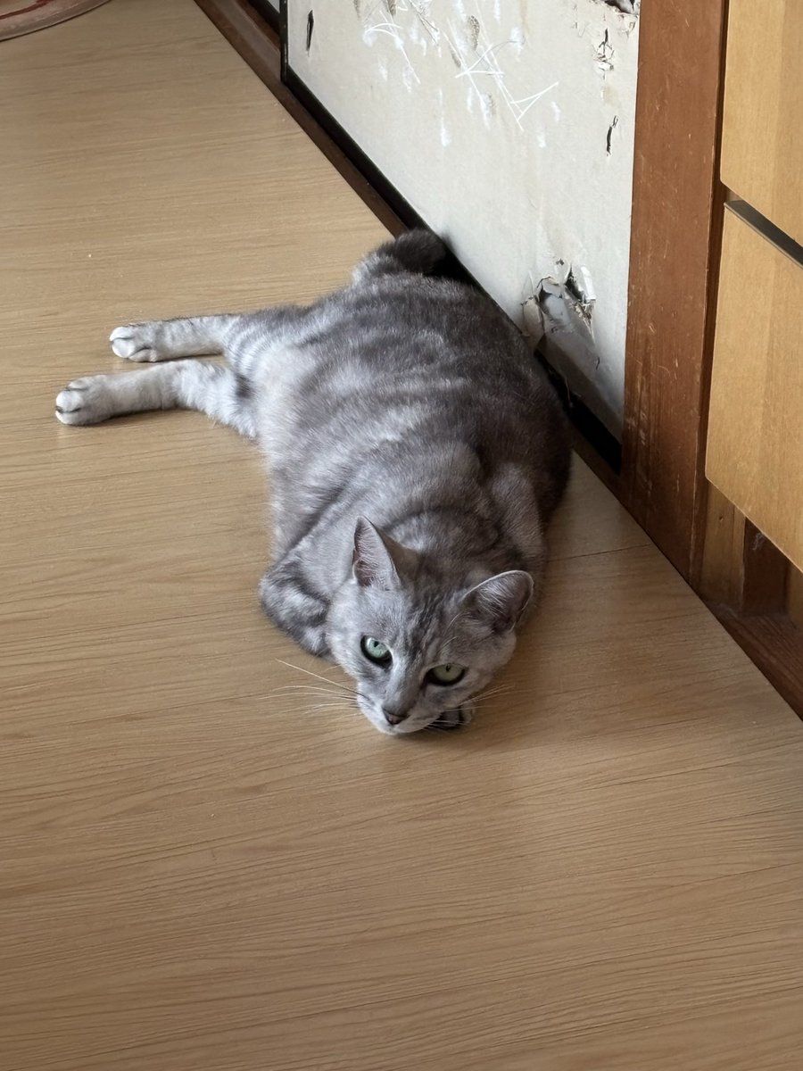 ツチノコ