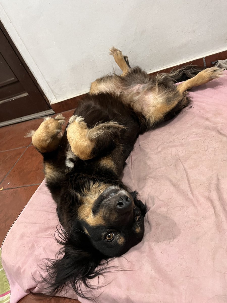 book_cherr's tweet photo. Mutis interactuemos, a ver a sus mascotas!! Estas son Eva y Cielo mis bebés https://t.co/LdJHqYdFao