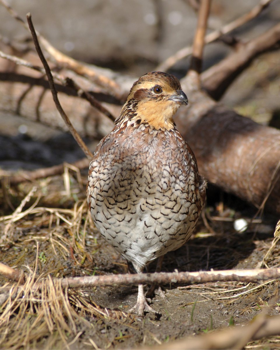 Quail Forever tweet media