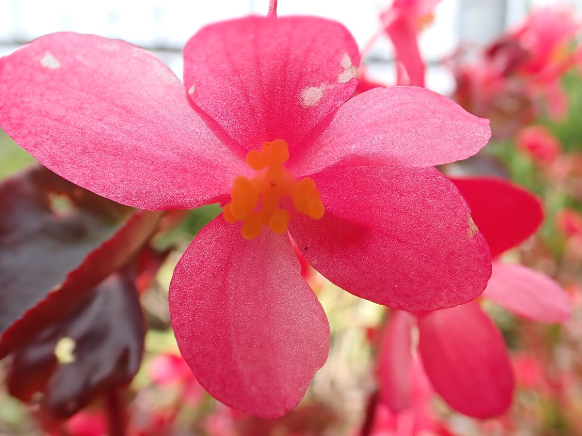 ForeverHit21410's tweet photo. 庭の赤い花を集めてみました
昆虫は主に紫外線、青、緑の波長の短い色を認識します
赤い色は昆虫には認識できないので、共生関係にある植物は赤が少ないそうです　人は赤がレアだと思うから好きなのかも https://t.co/ORcTR0uL74