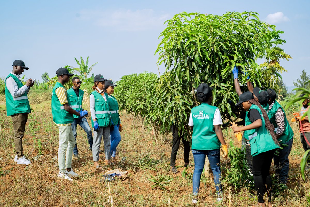 AgriwinL's tweet photo. Today AGRIWIN Ltd successfully concluded a 5-day Training of Trainers (ToT) for Proximity Coaches at Hilltop Hotel under the NAEB-PSAC Implementation of Farmer Field Schools (FFS) for Avocado and Mango Farmers. https://t.co/KHB9dTQIKG