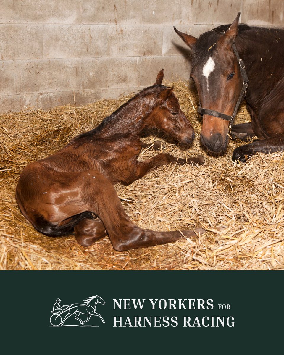 harnessracingNY's tweet photo. The 2026 foaling season is underway! Excellent teams across NY’s breeding farms are hard at work – overseeing nutrition programs, exercise schedules &amp; early handling for newborn foals. We are excited to watch the Class of 2026 grow into champions! Follow us &amp; learn more.