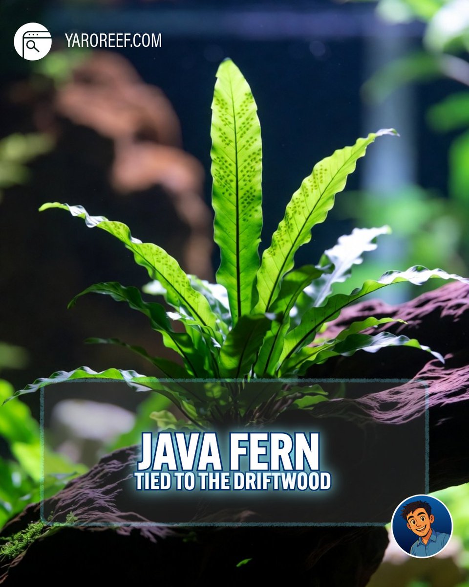 YaroReef's tweet photo. A lush aquascape with zero CO2 injection or special substrate — here's exactly what to plant.

✓ Anubias nana - tied directly to the driftwood, no substrate needed
✓ Java fern (Microsorum pteropus) - same thing, on the driftwood, very hardy
✓ Java moss covers the driftwood and looks spectacular
✓ Bucephalandra - small, elegant, also goes on the driftwood

Which of these are already in your tank? Drop it below 👇🏻 — then ask Yaro how to arrange them, find the link in our Bio. 👉🏻

#aquariumhobby #plantedtank #lowtechaquarium #anubiasplant #driftwoodaquascape