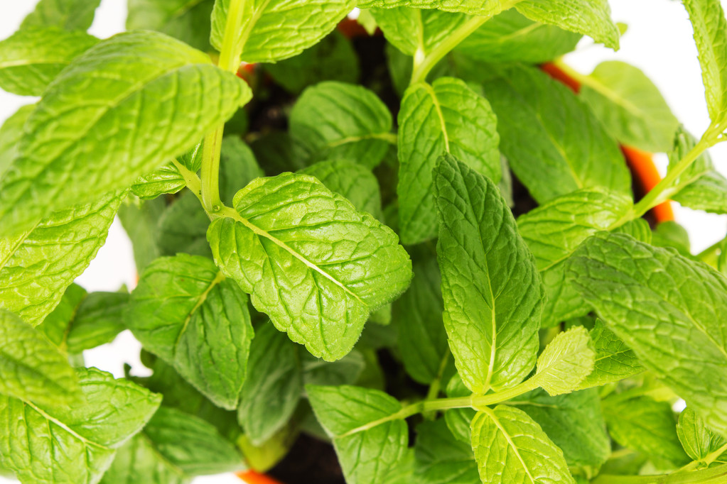 gkwnsoa's tweet photo. Tried the new smart garden pot today! Grew my own basil successfully in 10 days—no green thumb required, just joy of fresh homegrown herbs!， https://t.co/zhsuncnb8K