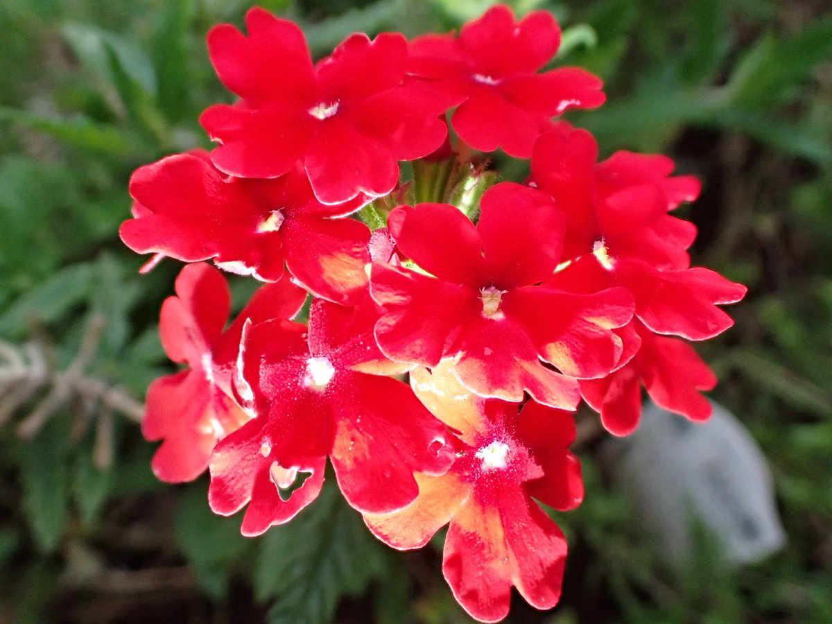 ForeverHit21410's tweet photo. 庭の赤い花　昆虫には見えない赤ですが、アゲハチョウは人間と同じ様に見ることができるそうです　また、人は認識できないけど、虫にはわかる紫外線で目立つパターンが隠れてる場合もあるそうです　
紫外線で撮れるカメラで見てみたいですね https://t.co/UGPQ6AqFTR