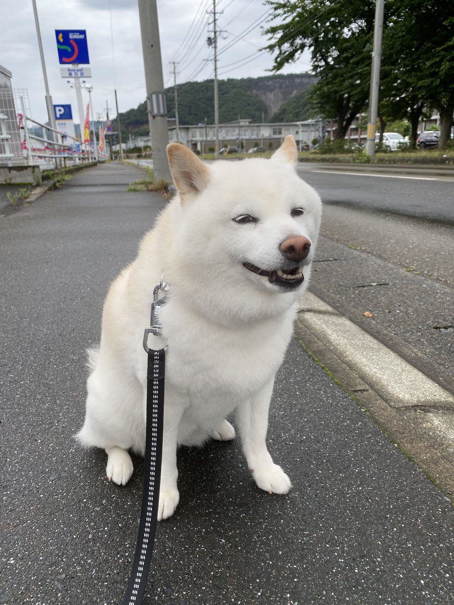 kamaishiseimen's tweet photo. おはわん https://t.co/85XJFgj0Ww