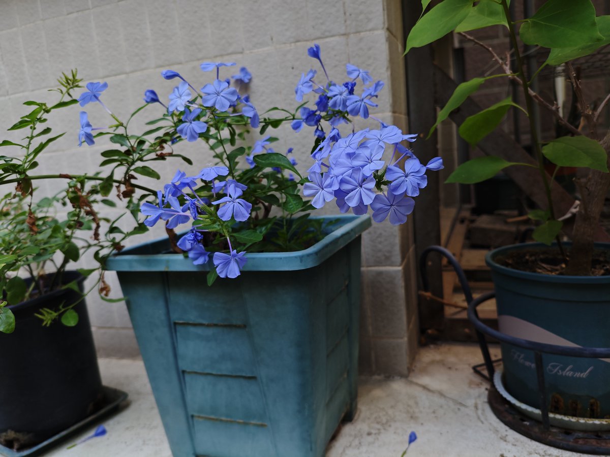 qseexq's tweet photo. [Just nailed this upcycled denim wall planter for my succulents—zero waste, all vibe!  #DIYCrafts #Upcycle]， https://t.co/Wjb6KlsovL