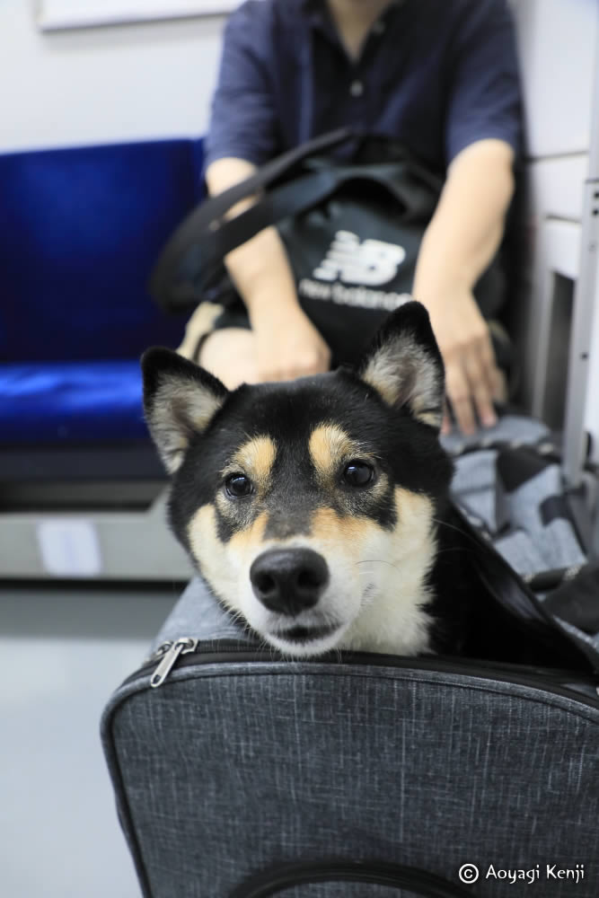 fotsy001's tweet photo. 台湾で出会った犬猫たち。

一番目は、真っ黒い短毛の犬種で台湾犬の「マッチ（麻吉）」。ゲストハウスの看板犬です。マッチとは台湾語で「マブダチ」といった意味だそうです。

二番目は、基隆からの電車で出会った「クロ」。台湾では柴犬も人気らしい。 https://t.co/x9D0vhtcOk