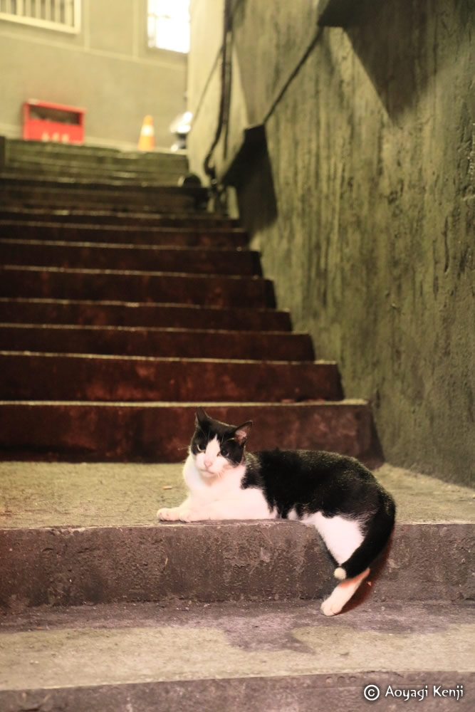fotsy001's tweet photo. 以下、九份の街中の犬・猫たちです。犬は飼い主がはっきりしているものの、繋がれるわけではなく、地域犬のようでもありました。 https://t.co/CHmTycqKM8