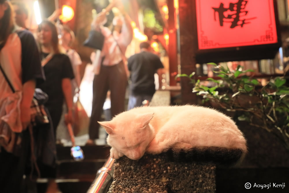 fotsy001's tweet photo. 以下、九份の街中の犬・猫たちです。犬は飼い主がはっきりしているものの、繋がれるわけではなく、地域犬のようでもありました。 https://t.co/CHmTycqKM8