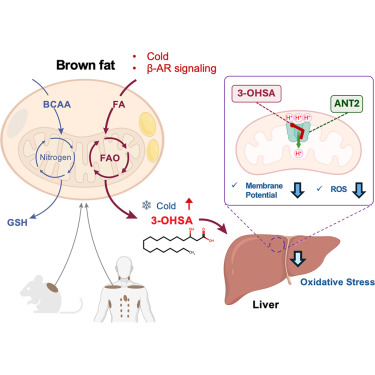 Cell_Metabolism's tweet photo. New!  Online now: Brown fat protects against hepatic oxidative stress by remodeling the circulating metabolome https://t.co/fNzDMHphvy https://t.co/V2V5NJCiiL
