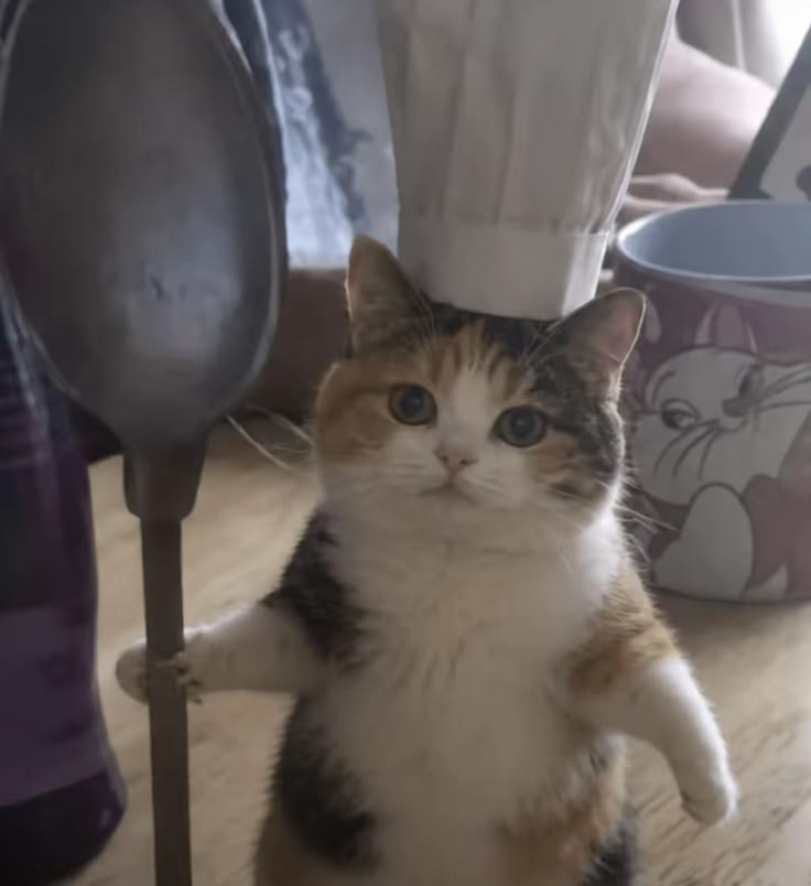 catdotsol's tweet photo. cooking $cat https://t.co/qgEj2PgY2H