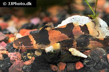 pieistehgood's tweet photo. @floofyfluff Bumble bee catfish exist https://t.co/3Qvze0SHyw