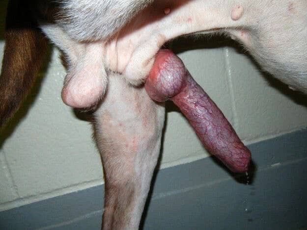 elanapaws5's tweet photo. Come watch how my dog cum inside me😋so interesting 😊you will love it💦four different style's 😋🤤

https://t.co/pxeOQcYJ6B

#Bestiality #zooporn #Animalporn #zoophilia #Dogknotting #zoosarevalid #beastiality #dogknot #zooprideisvali #antizoo #antizoophileantizoo #zoopride #usa https://t.co/r2RXkzKI0x