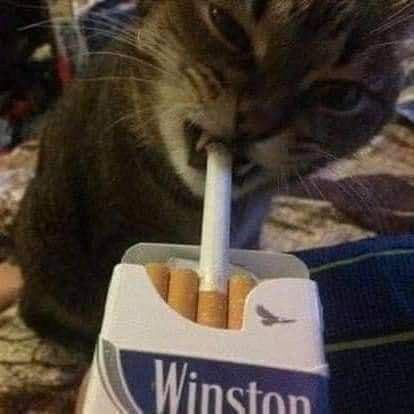 catdotsol's tweet photo. 🚬 https://t.co/c33zXrli5z
