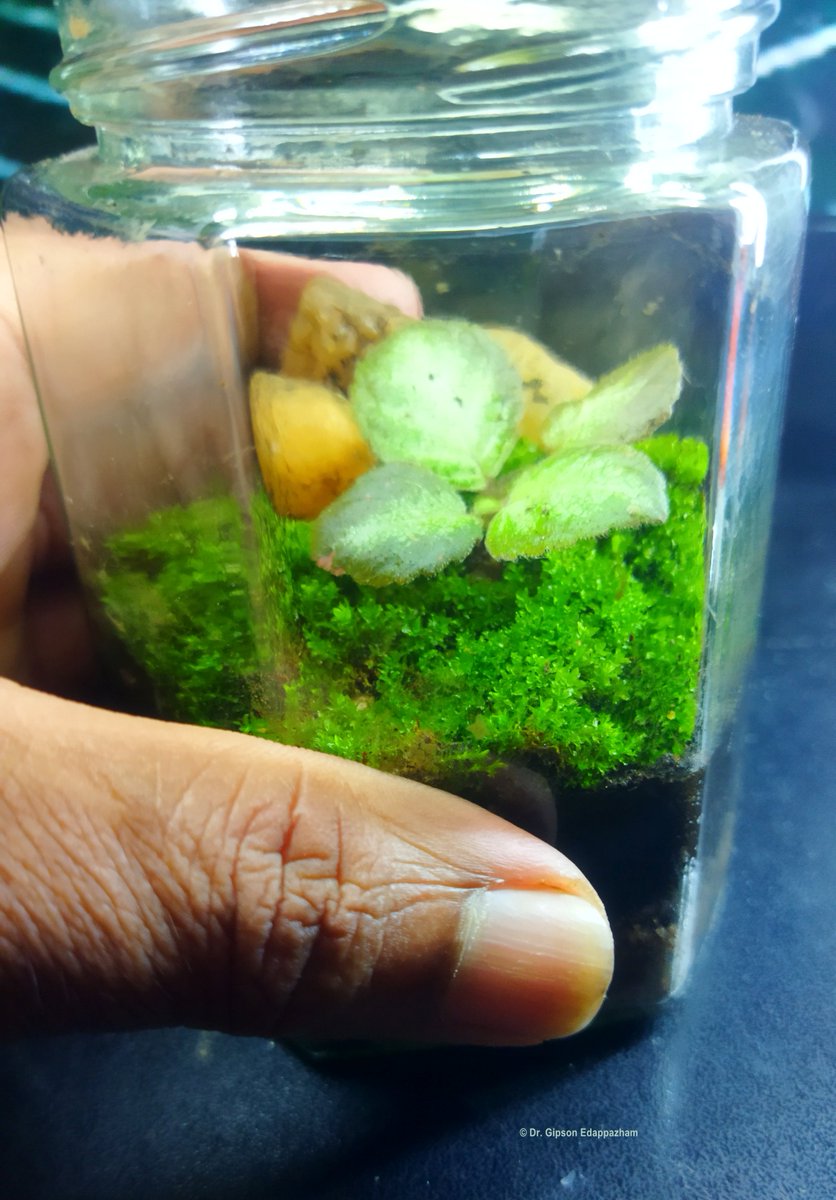 GipsonE's tweet photo. Got my hands dirty and built this mini-terrarium after way too long. 🌿🔍🌱🎍🫙
Honestly, I’m happy with how this mini-terrarium turned out! 😊💚
➡️ Rate my mini-terrarium on a 1-10 scale! 🌿👇
#Terrarium #MiniTerrarium #miniterrarium #DIYTerrarium #TerrariumDesign https://t.co/Wdn351oclH