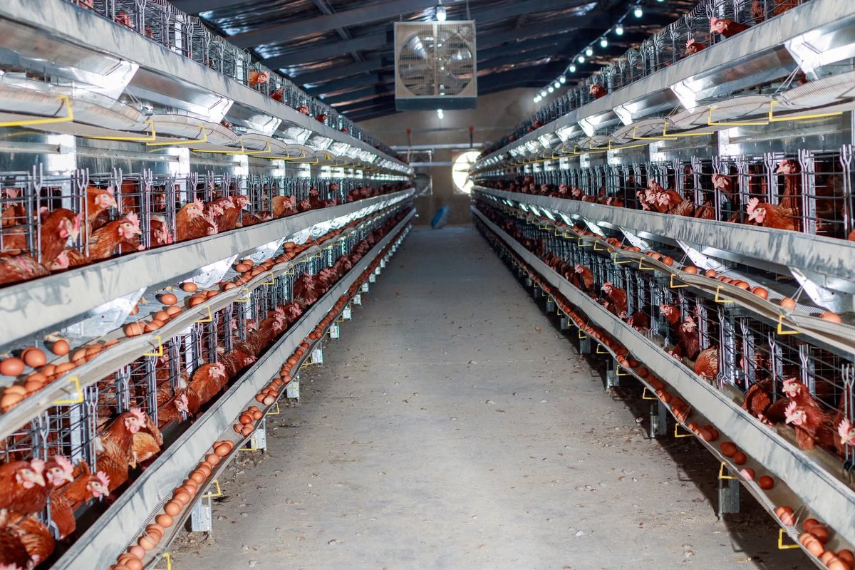 IamLebo_'s tweet photo. 7 years ago we were just a poultry start-up. 

Today we are a commercial poultry company that's building a legacy business in the poultry sector. https://t.co/4Uye4tyMii