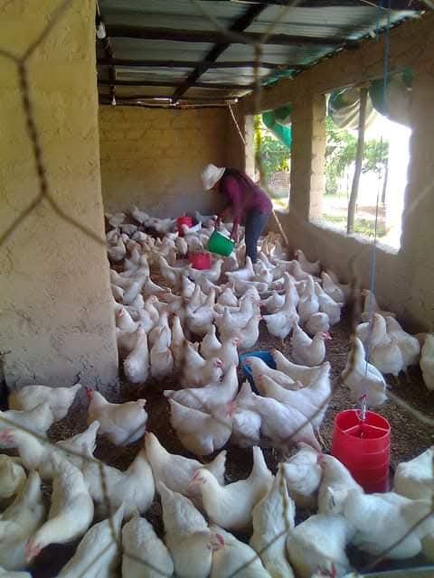 IamLebo_'s tweet photo. 7 years ago we were just a poultry start-up. 

Today we are a commercial poultry company that's building a legacy business in the poultry sector. https://t.co/4Uye4tyMii