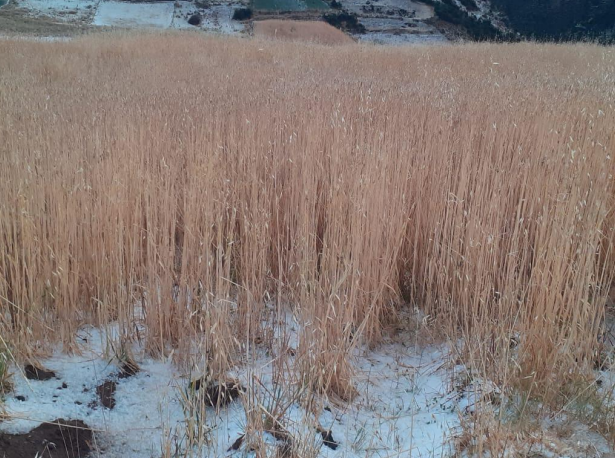 COENPeru's tweet photo. Una #Granizada se registró el 15/7 en las localidades Laria, Los Ángeles y Zunipampa, distrito #Laria, provincia y departamento de Huancavelica, que deja, al momento, cultivos afectados y perdidos. Gobierno local continúa con la #EDAN y gestiona con la agencia agraria provincial la atención de la emergencia, de acuerdo a su competencia.