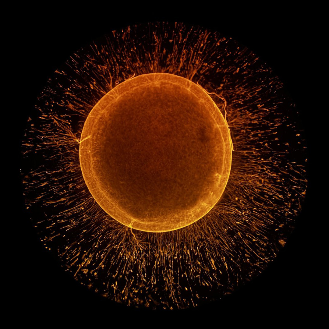 STEMCELLTech tweet picture