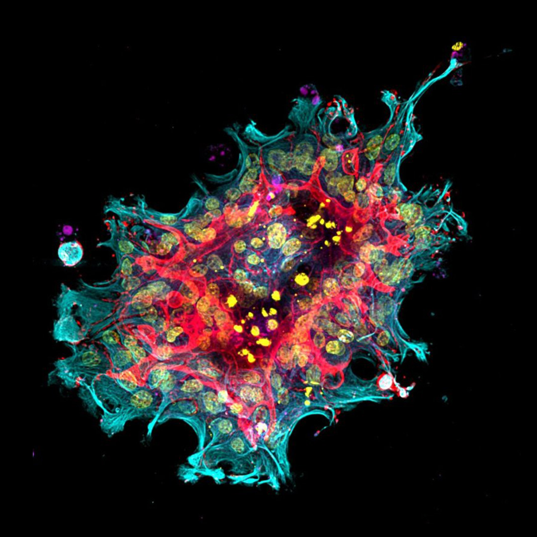 STEMCELLTech tweet picture