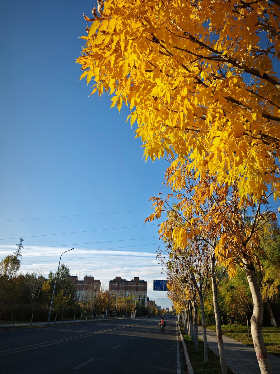 ohtani8592's tweet photo. Sunny autumn morning, the ground is covered with golden maple leaves, fresh air fills the air, perfect for a walk in the park! https://t.co/RvlwItwWUP