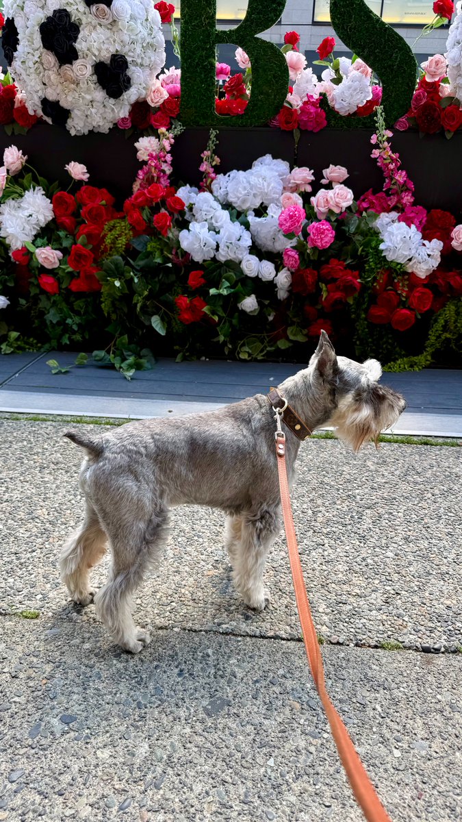 muffinjai's tweet photo. I’m taking over Robson Street today, and honestly, the fashion district has never seen a more distinguished shopping companion. 🛍️
@robsonstreet 🌺 #RobsonStreet #VancouverStyle #WorldCup2026 #SchnauzerModel #ShopLocal https://t.co/ISR0ZB2MGs