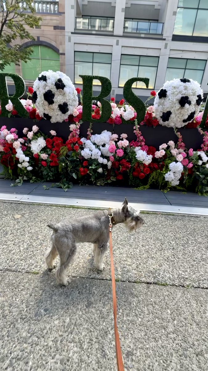 muffinjai's tweet photo. I’m taking over Robson Street today, and honestly, the fashion district has never seen a more distinguished shopping companion. 🛍️
@robsonstreet 🌺 #RobsonStreet #VancouverStyle #WorldCup2026 #SchnauzerModel #ShopLocal https://t.co/ISR0ZB2MGs