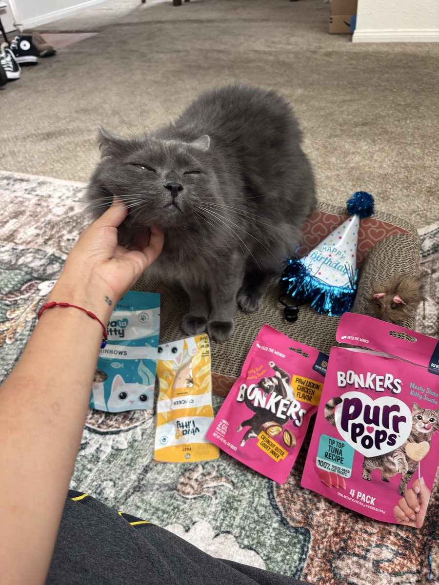 lesterluvrr's tweet photo. anyway its my kittys bday everyone say happy birthday kota !!:3 https://t.co/hScU0CZp37