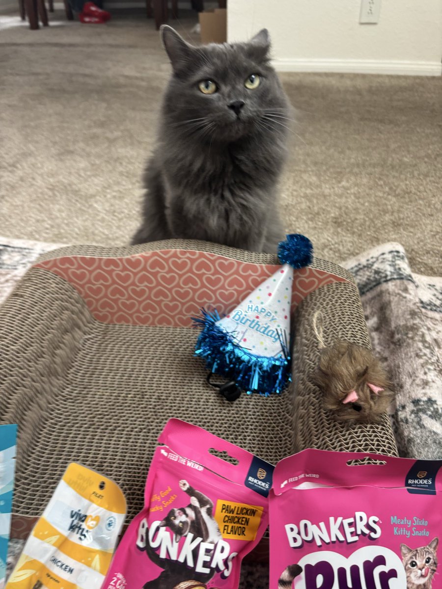 lesterluvrr's tweet photo. anyway its my kittys bday everyone say happy birthday kota !!:3 https://t.co/hScU0CZp37