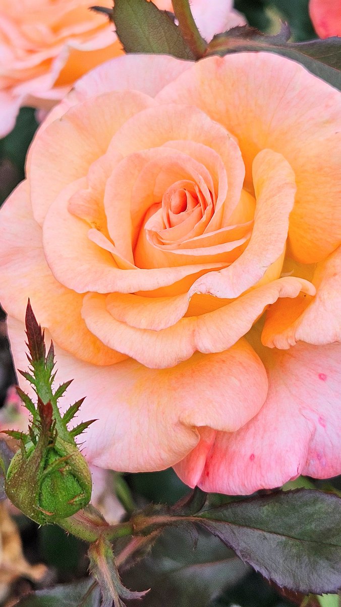 EaurougeP's tweet photo. #PhotoClubRouge 
おはようございます。

今日も寄りました😅
オレンジ色の薔薇。
キレイな色と形ですね😚
何となく透明感もあるような気がします。
蕾も入れときましたよ😉

暑さや大雨など、気持ちも晴れませんが、わずかな時間だけでもあなたの心が澄んでくれたらいいな😊

『心に届け』 https://t.co/mBOr1m7Sve