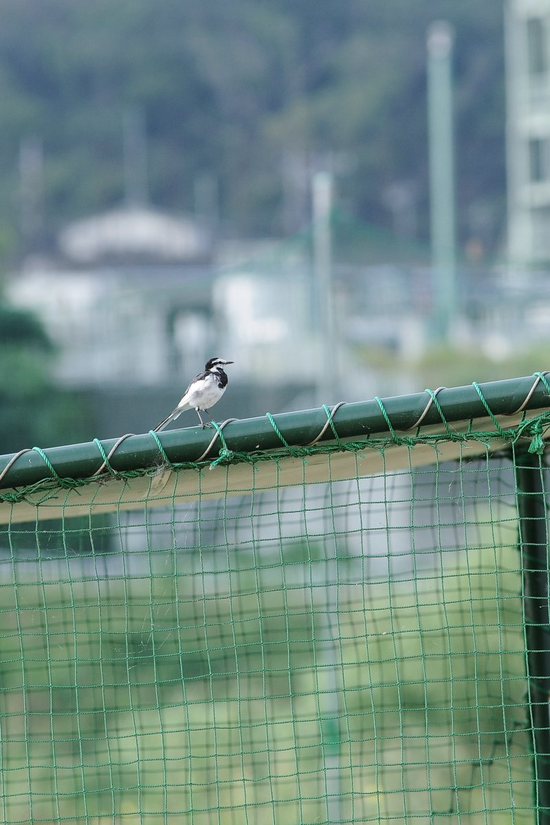 bcss14's tweet photo. 鳥撮り。
Nikon D300
Ai AF Zoom-Nikkor 80-200mm F2.8D ED
#写真 #photography #野鳥撮影 https://t.co/UEaV265F84
