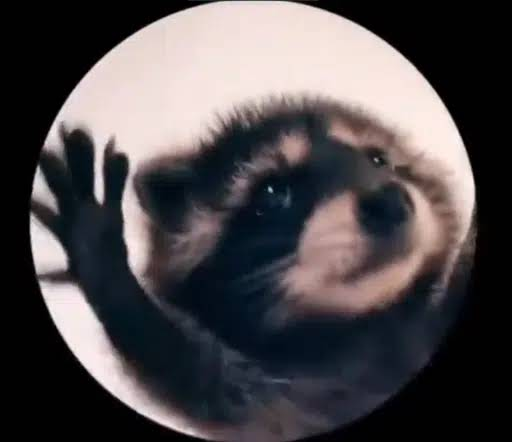 Daniel725943570's tweet photo. PEDRO ITS THE MOST VIRAL RACCOON 
OG 2 YEARS 

FGeHJHsJvwNPcmPL1Si6vcU7C9TyAQMfXRUozW2Nr4Zw https://t.co/fbraVnZacc