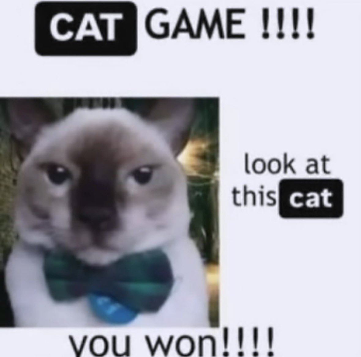 literallymecats's tweet photo. https://t.co/Rtt3z6WAI9
