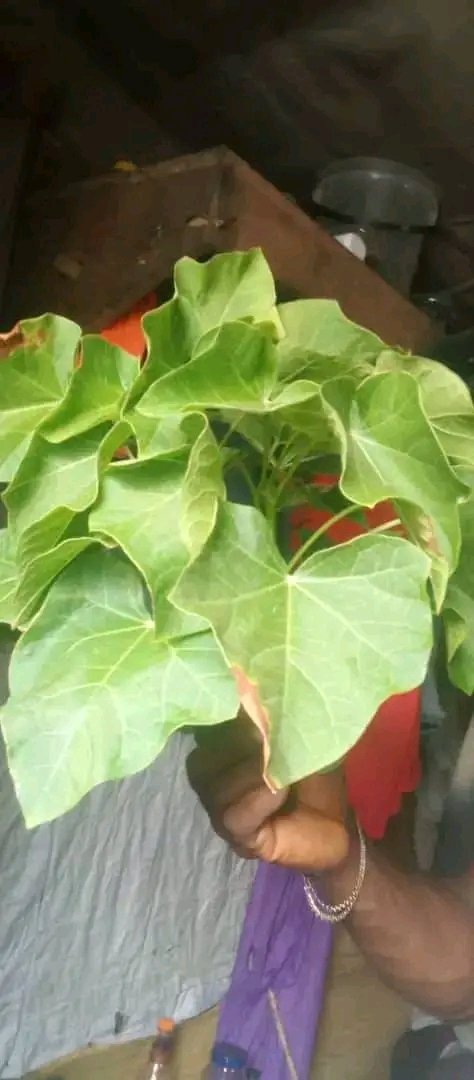 fidipote98RKT's tweet photo. Spiritual work for Favor are love attraction.

Get bitter leaf ( ewe ewuro)

Get white and red jathropha leaf ( ewe lapa funfun ati pupa)

Pound all the items together very well mix it with Ghana soap use  Shea butter mix everything together bathing it every morning with your wish prayer
