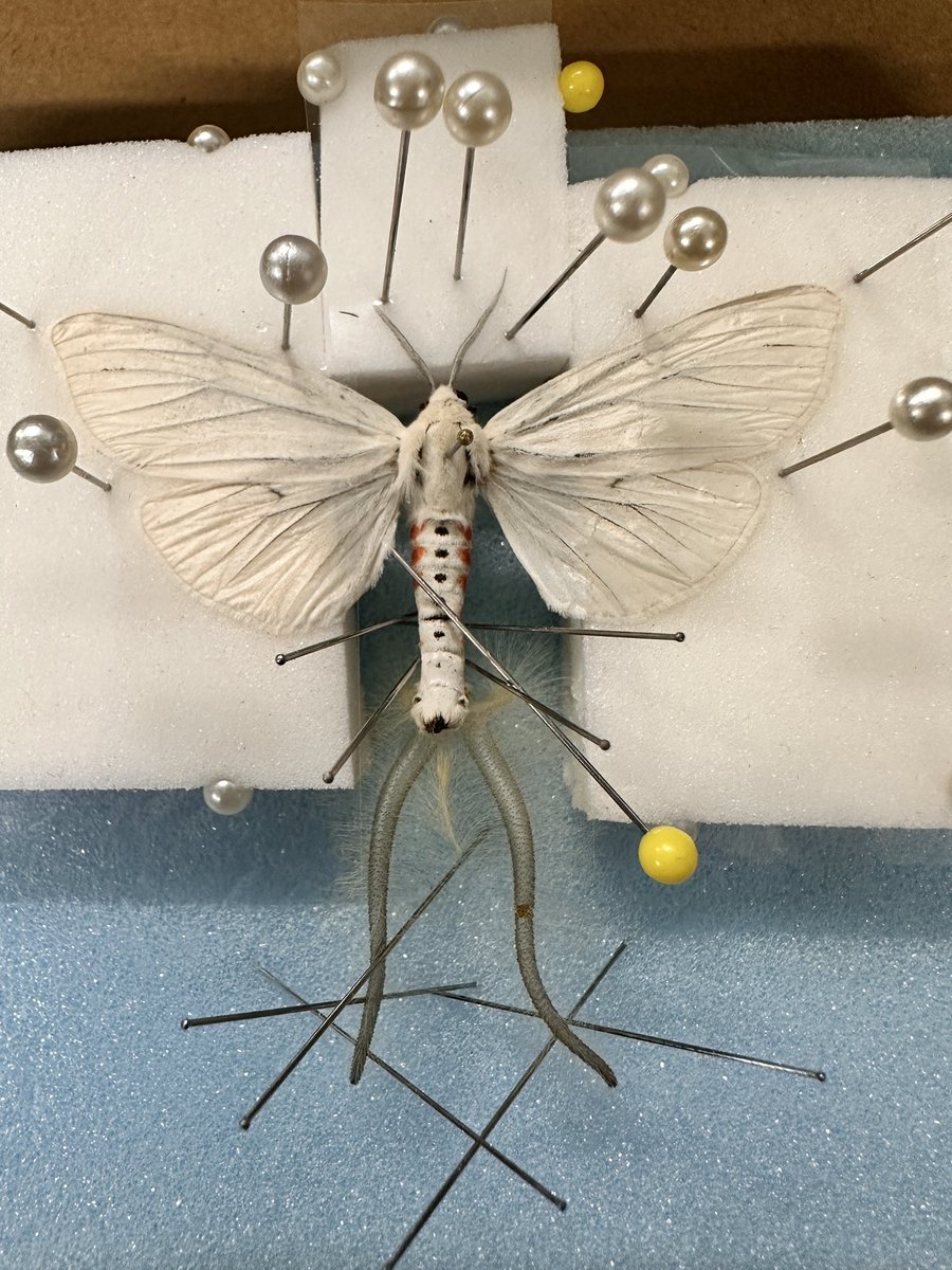 moth_love's tweet photo. coremata(コレマタ)はオスがフェロモンを効率よく拡散させる器官で、クロスジヒトリなどが有名だが、シロヒトリも大きなコレマタを持つことで有名。空気を入れると膨らむが、胸部から空気を入れると後翅も風船のように膨らんだ。袋のような構造だったのか...
空気を送り続けないと戻ってしまう「吹き戻し」状態なので、空気を送り込んだまま熱で固定するしかない。満足のいく出来ではないのでもう少しいろいろ試してみようと思う🧐