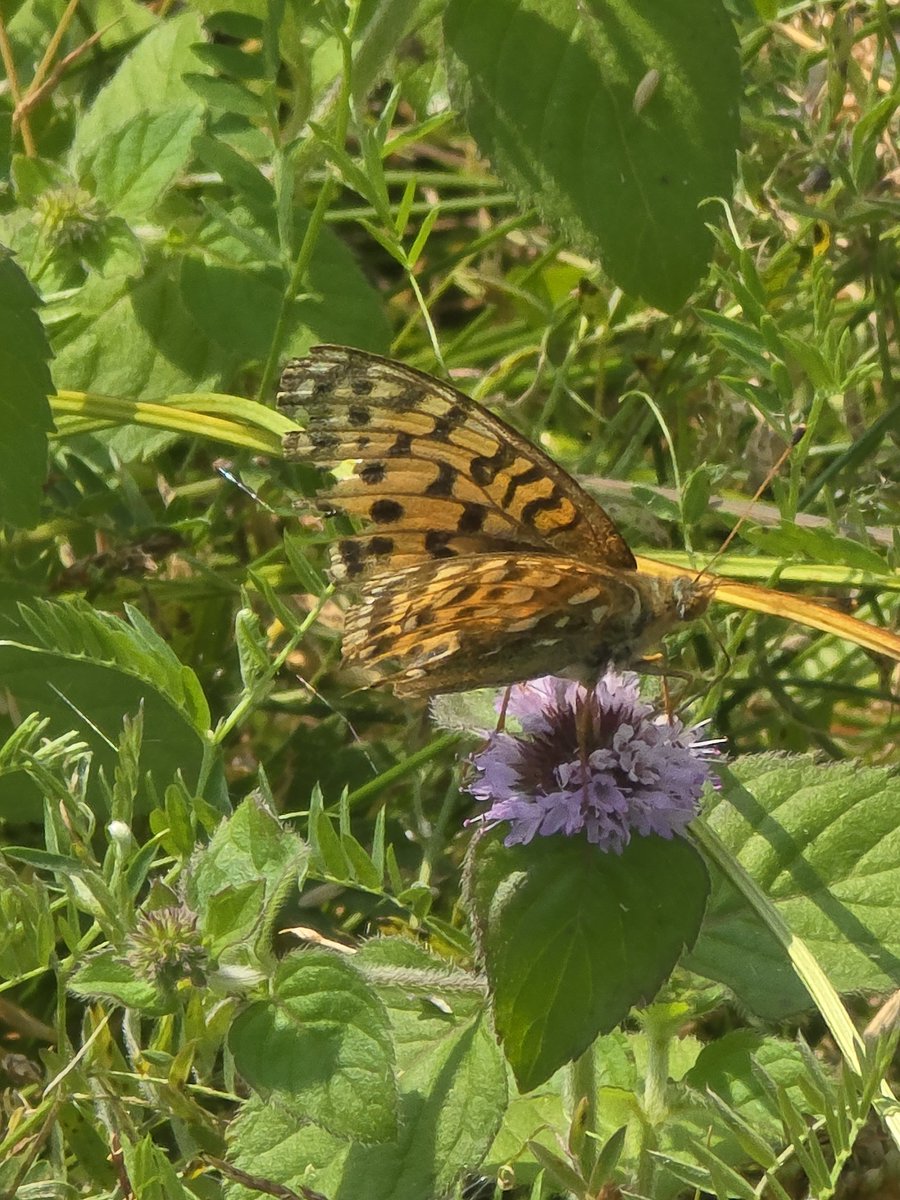 chrisambrose22's tweet photo. @BC_Norfolk Our Dark Green Fritillaries at Ainsdale NNR are looking a little worn now. 2nd generation Wall out today. @savebutterflies @BC_Lancs https://t.co/kO3gHwbx0I