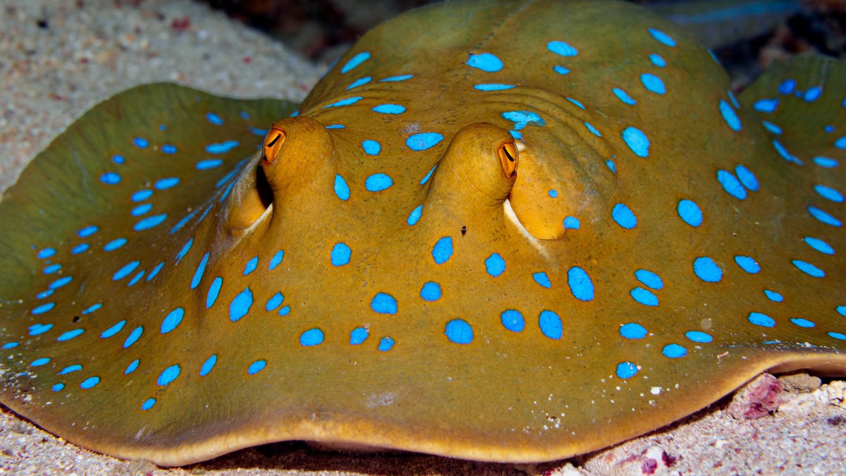 oceana's tweet photo. Bright blue show-offs: The bluespotted ribbontail ray is named for the striking blue spots covering their body. 🩵 

 They are relatively shy, but if threatened, they will stand their ground and use their venomous tail to defend themselves!

Learn more: https://t.co/4ZCSHGFikx https://t.co/mSr7kFBXF2